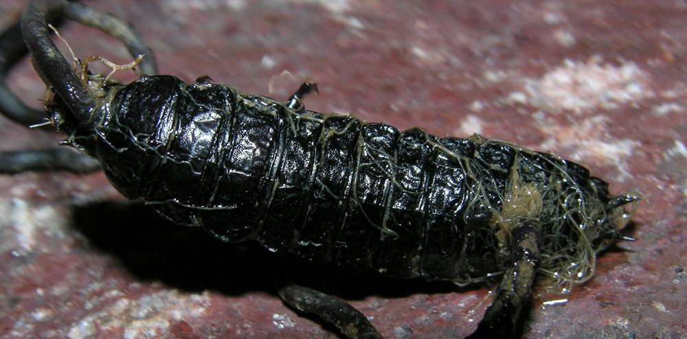 Aiuto determinazione: larva di Carabus sp.